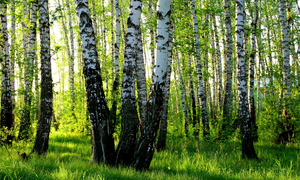 Елена Штах - гостья нашей Творческой Лаборатории.